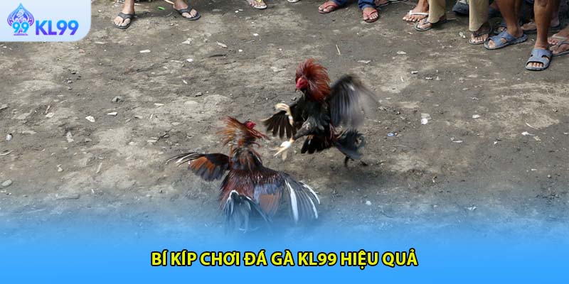 Bí kíp chơi đá gà KL99 hiệu quả