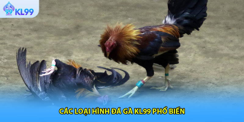 Các loại hình đá gà KL99 phổ biến